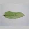 Leaf 10er 01.jpg